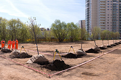 Москвичи выбрали породы деревьев и кустарников для озеленения своих дворов этой осенью